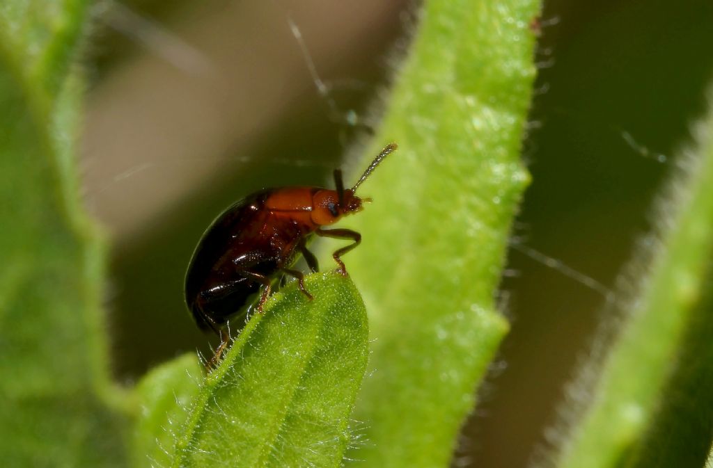 Tenebrionidae: Scaphidema metallicum